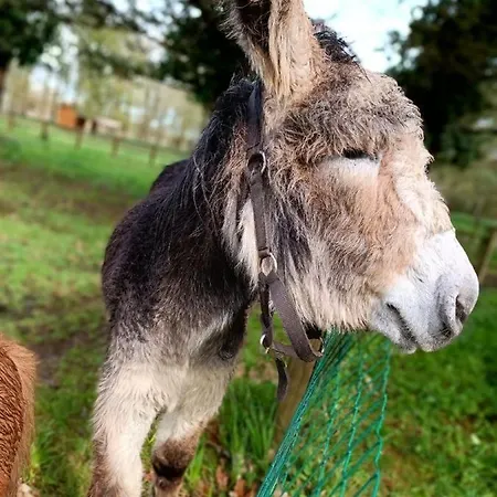 Campingplatz Mobil 4 Personnes Plein Coeur De La Vendee Proche Parc Du Puydufou *