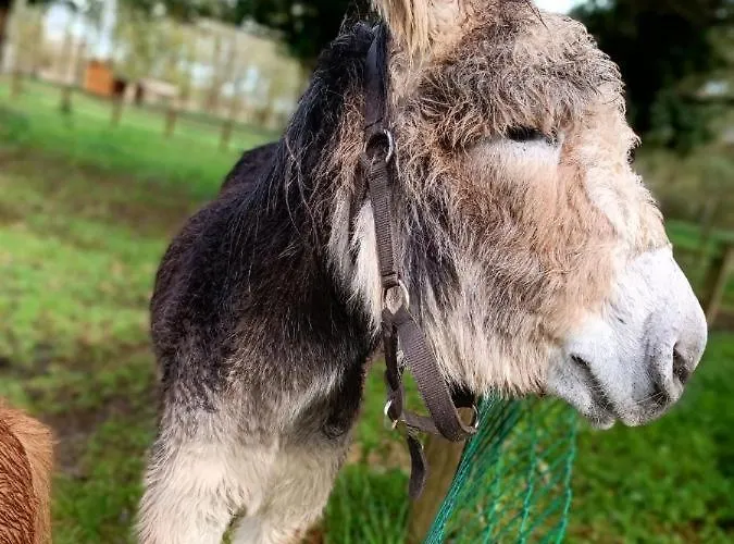 Campingplads Mobil 4 Personnes Plein Coeur De La Vendee Proche Parc Du Puydufou *